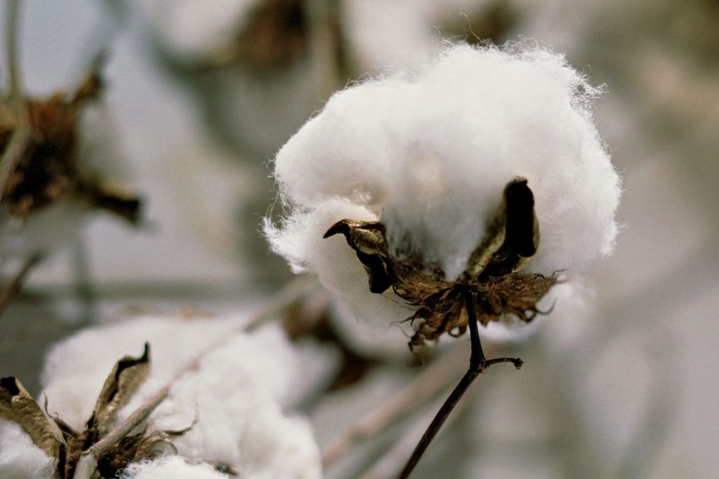 Why Are Clothes Not Made Of Cotton Anymore 1024x683